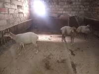 Ovce, Ovce — foto 2