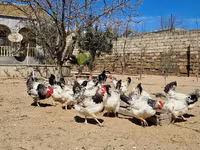 Chickens — الصورة 2