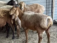 Carnero, Arashan sheep — foto 4