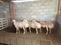 Qoyun, Afghan Arabi sheep — foto 2