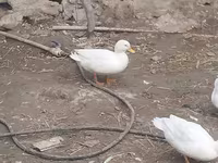 Ducks — photo 6
