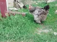 براهما — الصورة 4