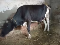 بقرة, Russian Black pied cattle — الصورة 5