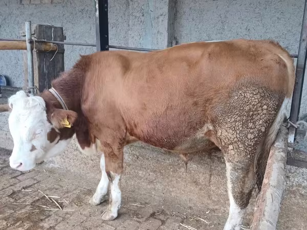 Buqa, Simmental cattle