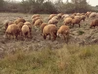 أغنام (دفعة، الجنس غير محدد), الأغنام — الصورة 1