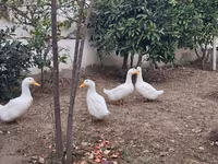 Ducks — الصورة 4