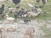 Ducks — foto 3
