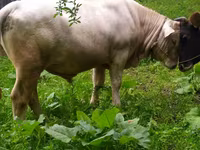 Buğa, Herefod — foto 1