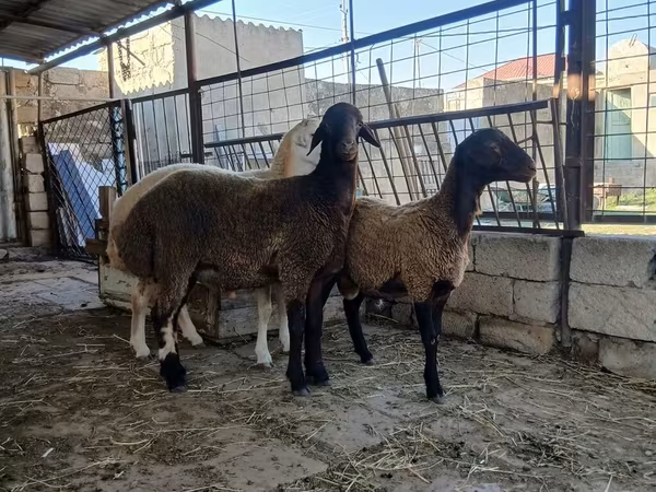 Qoyun, Blackheaded Persian sheep