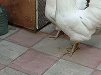 Australorp — foto 1