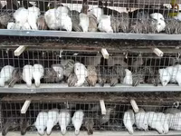 Quails — Foto 2