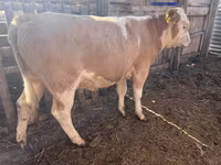 Bulle, Simmental cattle — Foto 1