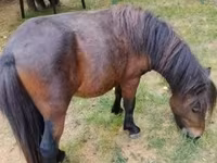 公马, Shetland Pony — 照片 1
