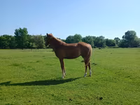 Horse (M), Horses — photo 5