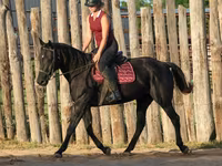 Stute, Quarter Horse — Foto 5