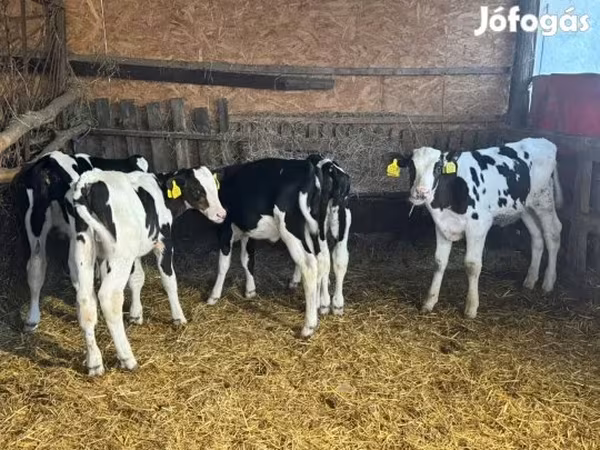 Byk, Russian Black pied cattle
