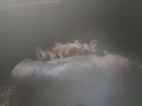Qaban, Дюрок — foto 2