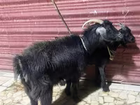 母山羊, Goats — 照片 2