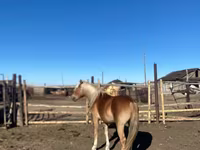 马匹（批次，未指定性别）, Kazakh horse — 照片 2