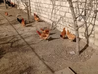 Chickens — photo 1