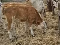 Skot (série, pohlaví neuvedeno), Simmental cattle — foto 6