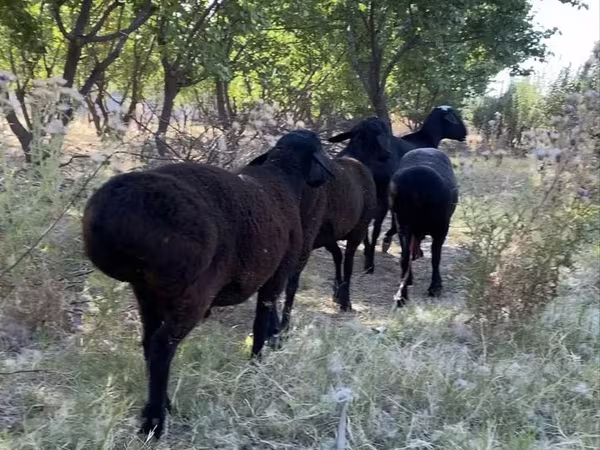 Sheep (batch, sex not specified), Sheep