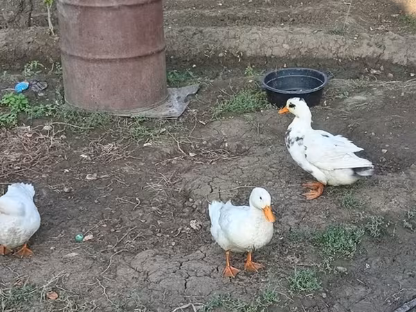 Ducks — Azerbaijan