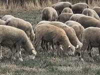 Qoyun, Ile-de-France sheep — foto 4