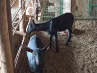 Коза, Alpine goat — фото 2