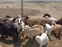 भेड़, भेड़ — फ़ोटो 7