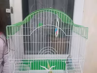 Dalğalı papuqaylar üçün qəfəs dəsti - Rəng: yaşıl diblik, ağ metal — photo 2