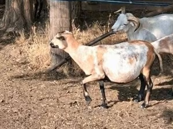 Ovce, Cameroon sheep