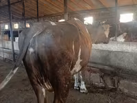 Vaca, Simmental cattle — foto 2