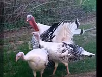 Turkeys — photo 2