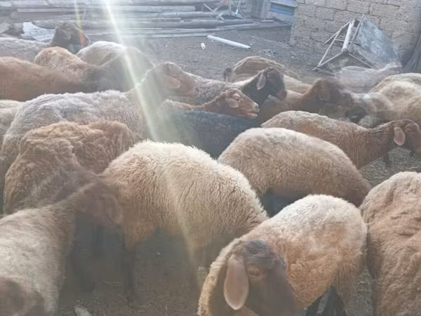 Sheep (batch, sex not specified), Sheep — Azerbaijan