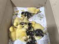 Ducks — photo 6