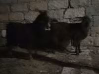 Billy Goat, Goats — photo 4
