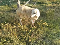 Sheep (batch, sex not specified), Sheep — photo 3