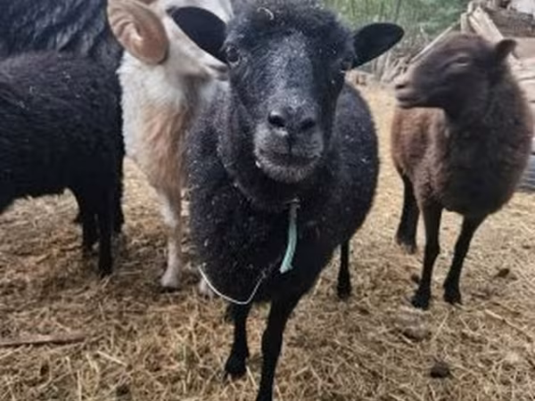 Вівця, Ouessant sheep
