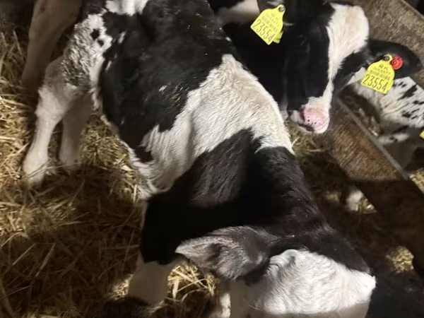 Buğa, Russian Black pied cattle