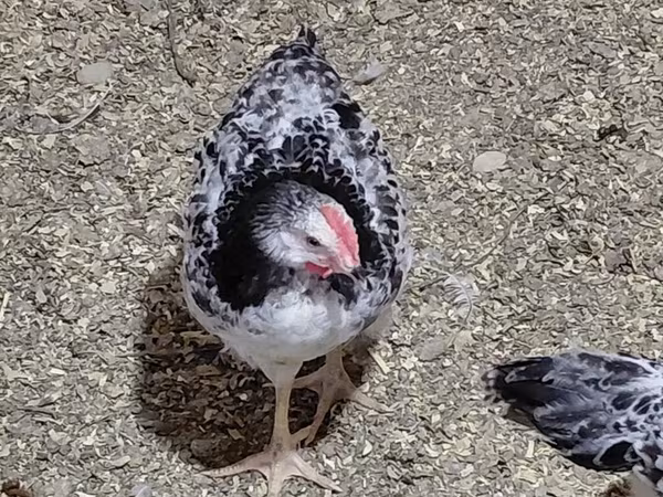 Chickens — Azərbaycan