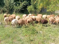 Qoç, Qoyunlar — foto 2