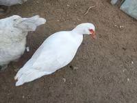 Ducks — photo 3