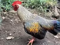 Chickens — الصورة 2