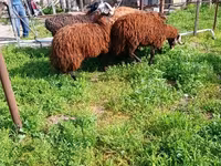 Billy Goat, Goats — photo 1