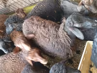 Sheep (batch, sex not specified), Sheep — photo 2