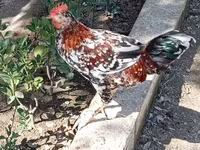 Chickens — Foto 2
