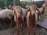 Ram, Rhon sheep — photo 5