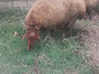 Sheep, Sheep — photo 1