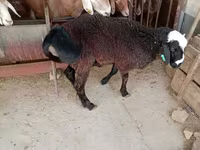 Qoç, Blackheaded Persian sheep — foto 5